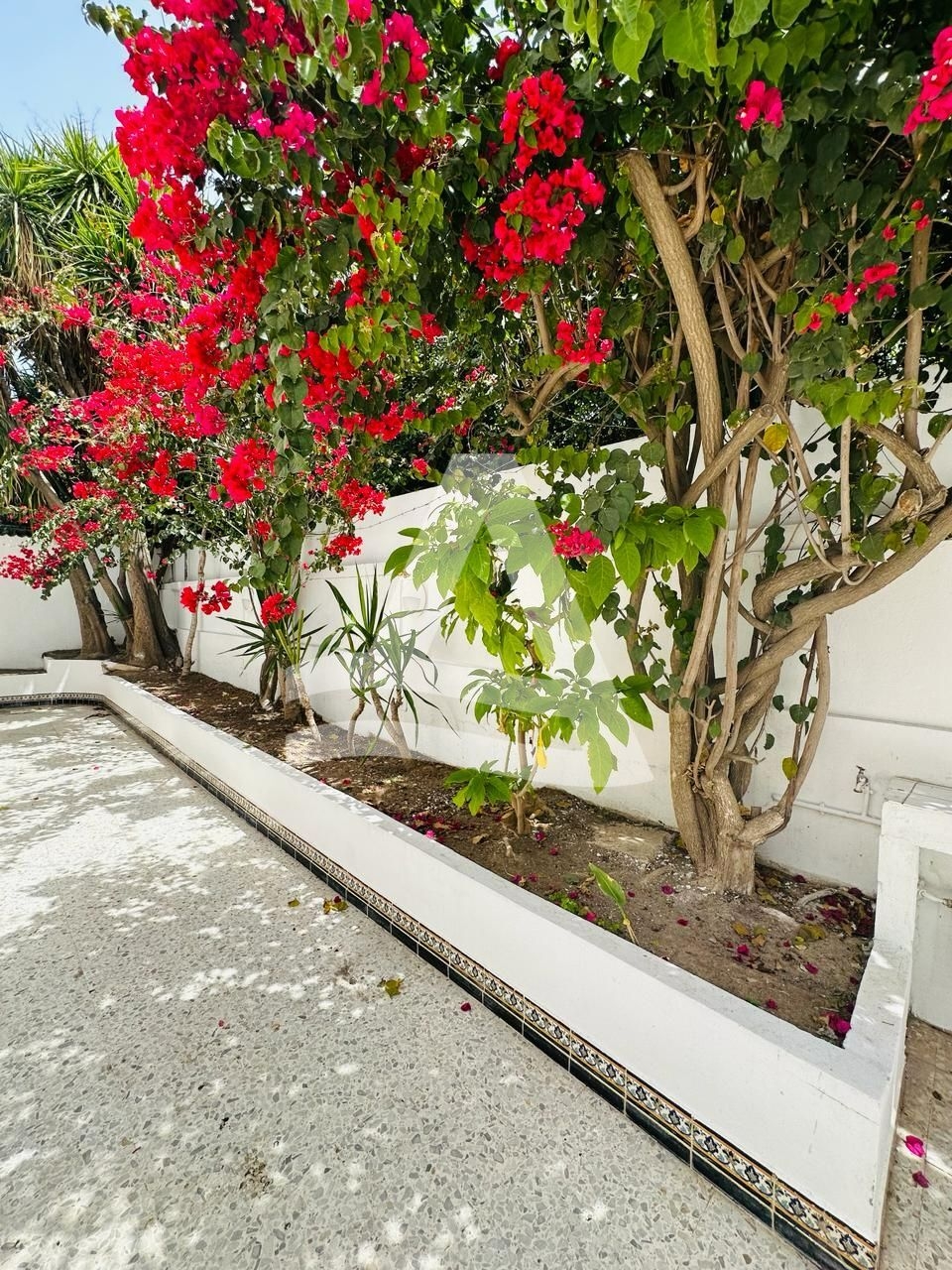 Villa exceptionnelle au cœur de la Marsa image 1