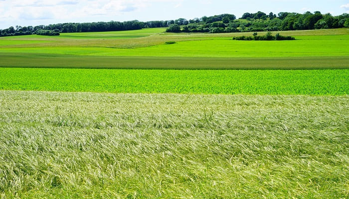 terrain agricole